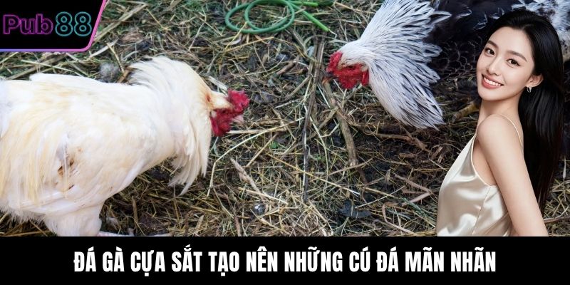 Đá Gà Cựa Sắt tạo nên những cú đá mãn nhãn