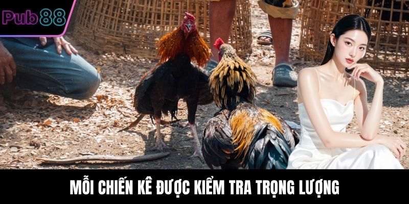 Mỗi chiến kê được kiểm tra trọng lượng